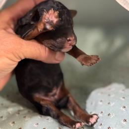 Charlie - Phantom male Poodle puppy in Saint Cloud, Florida from Rising Star Kennels