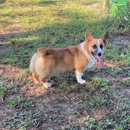 Spur - Pembroke Welsh Corgi