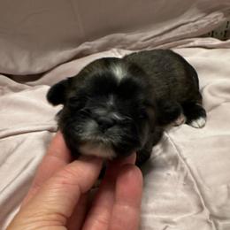 Diamond - Brindle and white female Shih Tzu puppy in Fletcher, North Carolina from Shihtzu_NC