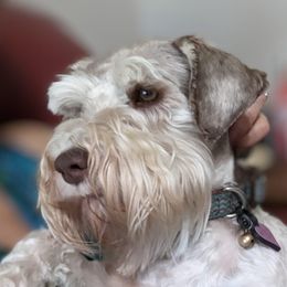 Coco - Miniature Schnauzer