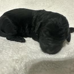Ruben - Black male Goldendoodle puppy in Wittenberg, Wisconsin from Cedar River Kennel