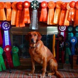 Labrador Retrievers from Black Ice Retrievers