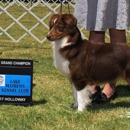 Miniature American Shepherd All Grown Up from Treasures Miniature American Shepherds