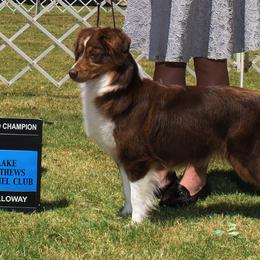 Miniature American Shepherd All Grown Up from Treasures Miniature American Shepherds