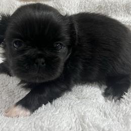 Full AKC Male 2 - Black male Pekingese puppy in Pennsylvania from Triple I Pekes