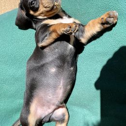 Dachshund Puppies from Star Doxies