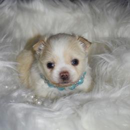 Merry - Cream and white female Chihuahua puppy in Gloucester, Virginia from Charlotte's Web of Chihuahuas