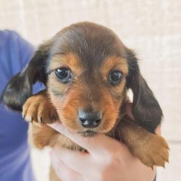 Miss Green - Brindle female Dachshund puppy in Virginia City, Nevada from V.C. Weenies
