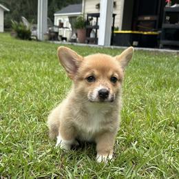 Snickers - Red female Pembroke Welsh Corgi puppy in Ocala, Florida from Rivermont Farm