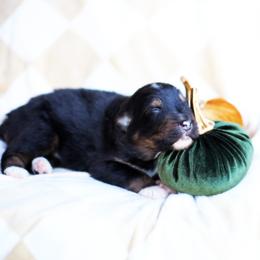Tippy - Black tri-color male Australian Shepherd puppy in Harrison, Arkansas from Von Struve Australian Shepherds