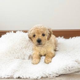 Glacier - Apricot male Maltipoo puppy in St. George, Utah from Winchester Hills Poodles and Doodles