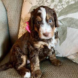 Peppermint Patty - Tri-color female Bernedoodle puppy in The Woodlands, Texas from Gracie's Goldendoodles and Bernedoodles