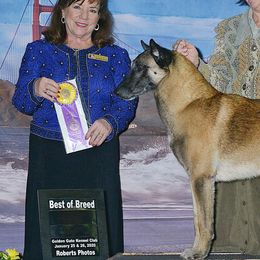 Belgian Malinois from Windrider Kennel