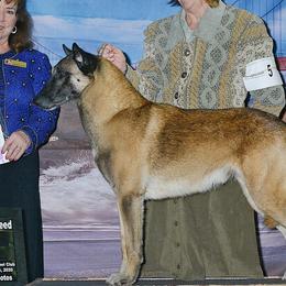 Belgian Malinois from Windrider Kennel