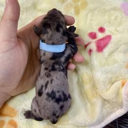 Blue collar - Black and cream female Dachshund puppy in Centralia, Washington from FairyTail Dachshunds