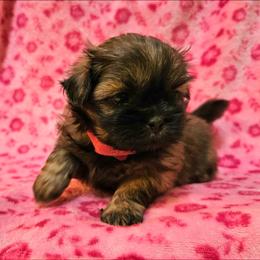 Abigail Rose - Sable female Shih Tzu puppy in Picayune, Mississippi from Guillot Shih Tzu