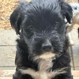 Cupcake - Black and white female Aussiedoodle puppy in Elk, Washington from James Ruby Farms