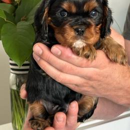Ajax - Black and tan male Cavalier King Charles Spaniel puppy in Smithfield, Utah from Bella Notte Cavaliers