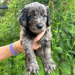 Bean - Blue merle female Aussiedoodle puppy in High Point, North Carolina from Kingsfield Doodles