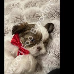 Shih Tzu Puppies from Wood Foo Breeders