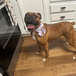 Lainey - Boxer
