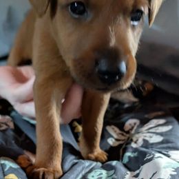 Girl 3 - Red female Irish Terrier puppy in Broadway, North Carolina from Detmore Kennels