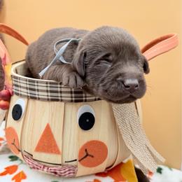 Gray - Chocolate male Labrador Retriever puppy in Heath Springs, South Carolina from Rich Hill Retrievers