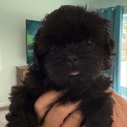 Annie - Black female Shih Tzu puppy in Stafford, Virginia from Bayview Pups