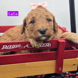 Celia - Red  female Goldendoodle puppy in Neillsville, Wisconsin from Granton Creek