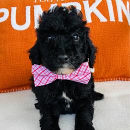 Bolt - Black male Goldendoodle puppy in Auburn, Indiana from Martin’s Doodles