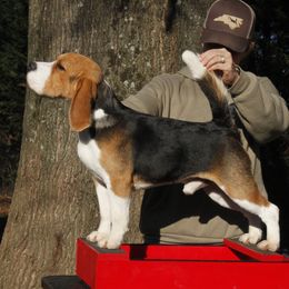 Max - Beagle