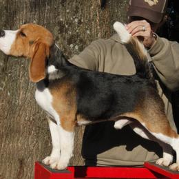 Max - Beagle