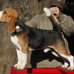 Max - Beagle