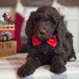 Red Boy - Chocolate male Goldendoodle puppy in Loganville, Georgia from Sweet Home Doodles
