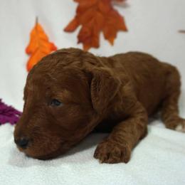 Girl 1 - Red  female Poodle puppy in Mc Henry, Illinois from Sunset Maple Poodles