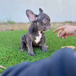Rocky Road - Liver French Bulldog puppy in Pasadena, California from Degama Frenchies