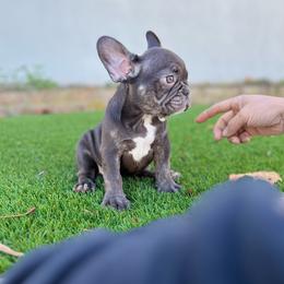 Rocky Road - Liver French Bulldog puppy in Pasadena, California from Degama Frenchies