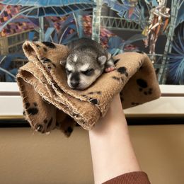 Alaskan Klee Kai Puppies from Kyrie Mulalley