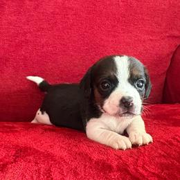 Pocket Beagle Hattie - Black tan and white female Beagle puppy in Gentry, Arkansas from HC Puppy Ranch
