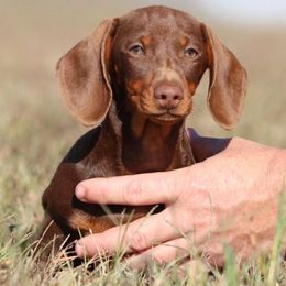Molly (Ms Tail) - Chocolate and tan female Dachshund puppy in Red Bud, Illinois from Midwest Miniature Dachshunds