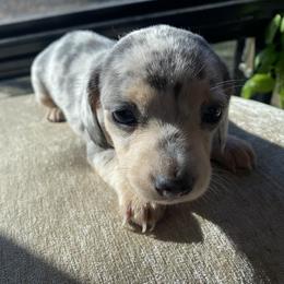 Dachshund Puppies from Doxie Dapples
