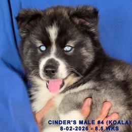 CINDER'S MALE 4 - Black and white male Siberian Husky puppy in Manilla, Iowa from Bruck's Siberian Huskies