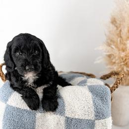 The Midnight Society's Nyx - Black male Goldendoodle puppy in Russell Springs, Kentucky from Milk & Honey Doodles