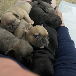 French Bulldog Puppies from Purple Moon Kennel