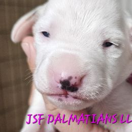 DJ - Dalmatian puppy in Conrath, Wisconsin from JSF Dalmatians LLC