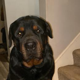 Rottweiler All Grown Up from Watson rotts