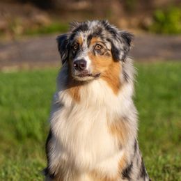 Nala - Australian Shepherd