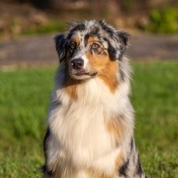 Nala - Australian Shepherd
