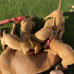 Vizsla Puppies from Waterfall Ranch Hungarian Vizslas