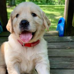 Ryder - Light golden male Golden Retriever puppy in Doniphan, Missouri from Stockford’s Golden Retrievers